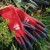 Towa Foresta TOW393 Burgundy Long Sleeve Gardening Gloves