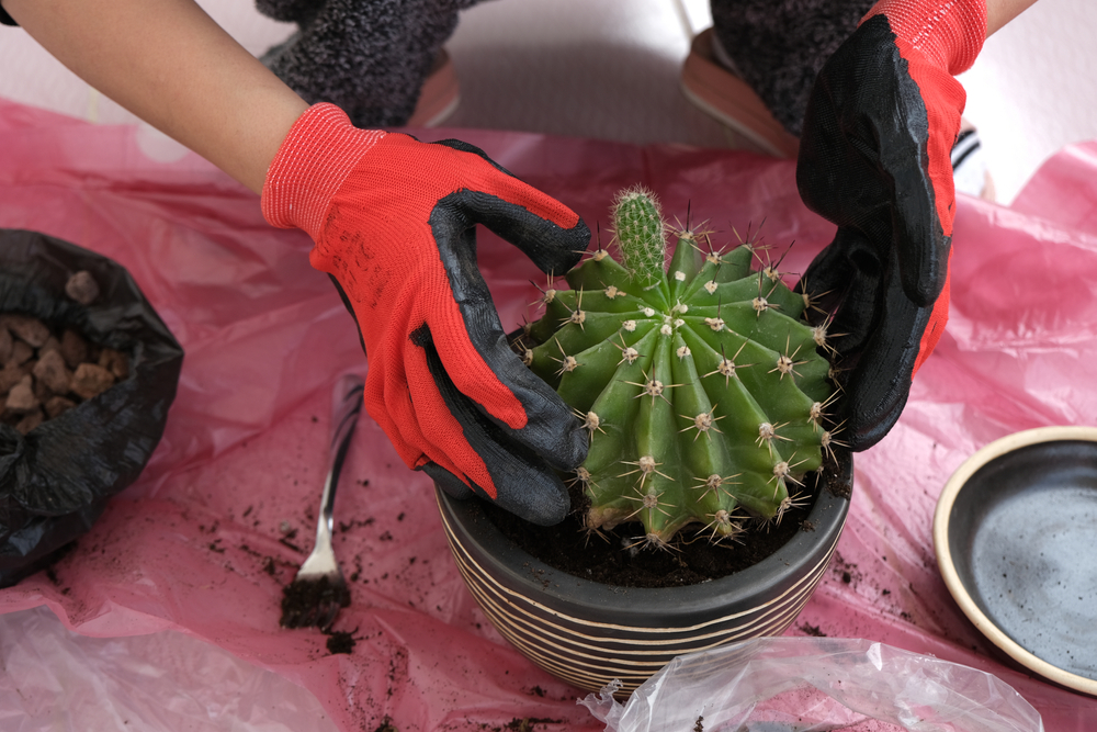 Best gloves for cactus needles here at SafetyGloves.co.uk