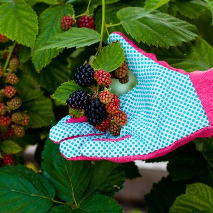 Click Here for Bramble Gloves