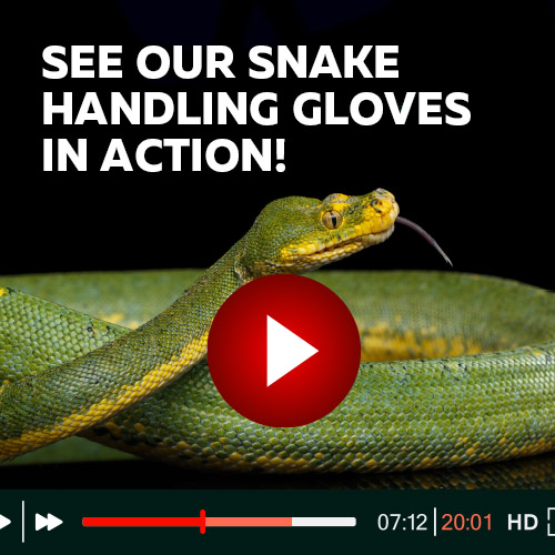 See Our Snake Handling Gloves in Action