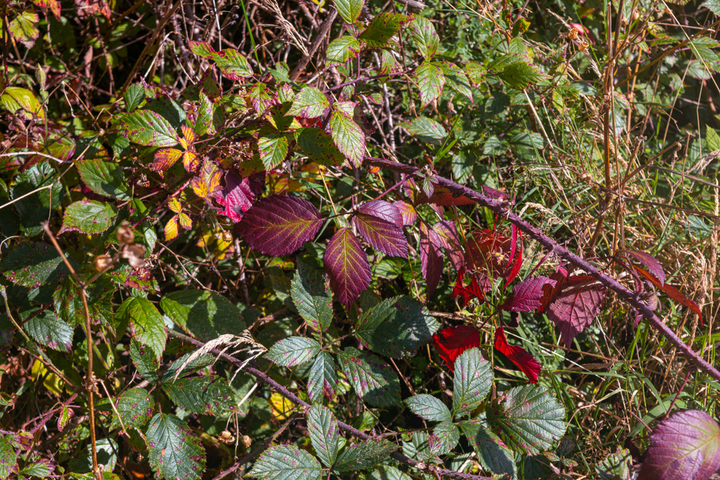 A good pair of bramble proof gloves can help you get started in the garden