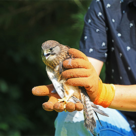 Bird Gloves