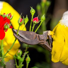 Gardeners Gloves