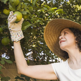 Fruit Picking Gloves