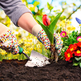 Planting Gloves