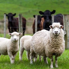 Livestock Handling Gloves