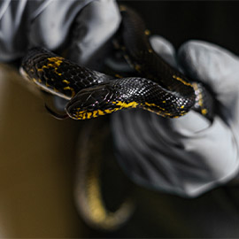 Snake Handling Gloves