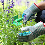Best Heavy Duty Gardening Gloves 2024