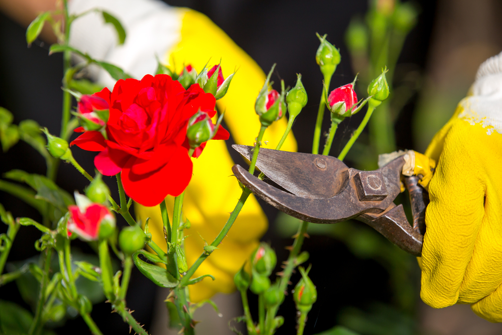 Rose Pruning Gloves are the key to pruning your roses effectively