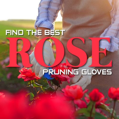 Find the Best Rose Pruning Gloves