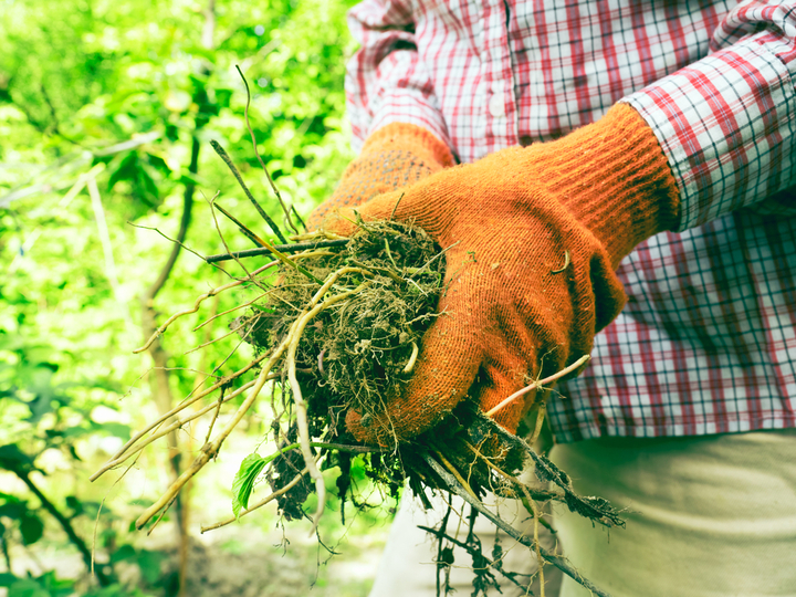 A good pair of weeding gloves can help you get started in the garden