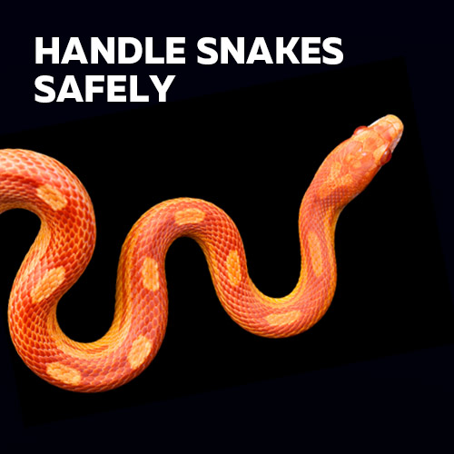 Snake Handling Gloves